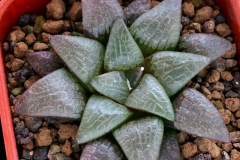 Haworthia bayeri x (emelyae v.comptoniana x springbokvlakensis) Ham2571 (summer) This photo shows the plant growing in summer.