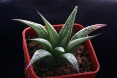 Haworthia blackburniae v.graminifolia x magnifica v.splendens Ham3416 My own hybrid