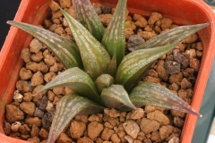 Haworthia blackburniae v.graminifolia x magnifica v.splendens Ham3416 (another clone) Summer conditions.