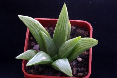 Haworthia blackburniae v.graminifolia x springbokvlakensis Ham3222 2001