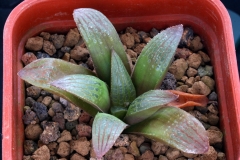 Haworthia blackburniae v.graminifolia x springbokvlakensis Ham3222(Summer) My Hybrid Made in 2001; This photo shows the plant growing in summer condition.