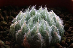 Haworthia bolusii x cooperi v.venusta Ham 3270 the best clone of the cross - very hairy and translucent windows