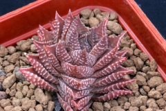 Haworthia coarctata x scabra Ham1670 My creation in 1997