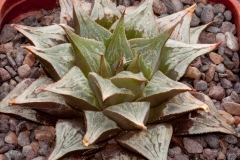 Haworthia (comptoniana x serrata) x H.pygmaea ‘argenteo-maculosa’ BH0245 Ex. SH List no. 189, 2000 – offsetting