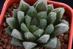 Haworthia cooperi Hybrid Ham511 ex Plantlife