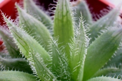 Haworthia cooperi v.venusta x bolusii Ham3234 My hybrid made in 2001