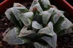 Haworthia cv. Ham1534 ex Japan