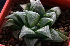 Haworthia cv. (Ham1534) x Haworthia cv.(Ham1325) [Ham2206] My own hybrid