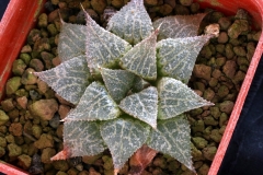 Haworthia emelyae v.comptoniana x emelyae v.major Ham2888 My own hybrid