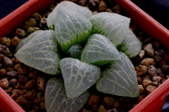 Haworthia emelyae v.comptoniana x pygmaea Ham1526 My hybrid created in 2000