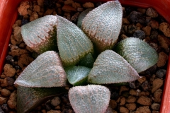 Haworthia emelyae v.comptoniana x pygmaea Ham1709 (Another clone) My hybrid created in 2000