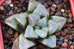 Haworthia emelyae v.comptoniana x (springbokvlakensis x emelyae v.comptoniana) Ham2861 My own hybrid