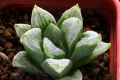 Haworthia emelyae v.comptoniana x truncata Ham2617 My own hybrid