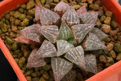 Haworthia emelyae v.major Hybrid Ham My own hybrid; In summer conditions