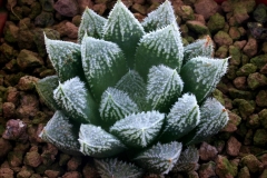 Haworthia emelyae v.major x 'Green Gem' Ham2890 My own hybrid