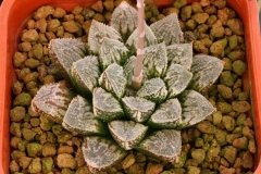 Haworthia emelyae v.major x emelyae v.major Hybrid Ham2591 Summer conditions. My own hybrid