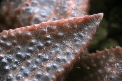 Haworthia emelyae x koelmaniorum (Close-up) Ham