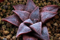 Haworthia emelyae x koelmaniorum Ham3240 (summer condition) My own hybrid, enjoying summer!