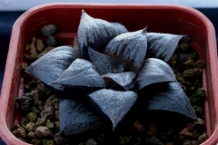 Haworthia emelyae x mirabilis v.badia Ham2887(summer) My own hybrid, very dark in colour