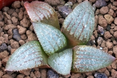 Haworthia emelyae x springbokvlakensis Ham2883 My own hybrid