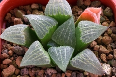 Haworthia magnifica cv. x 'Arthur Wildbur' Ham2865 My own hybrid