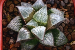 Haworthia mirabilis v.badia x emelyae v.major Ham3275 (summer) This photo shows the plant growing in summer.