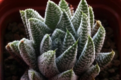 Haworthia pumila (Donut) x minima Ham3323 One of the hybrid I created in 1999 Dec