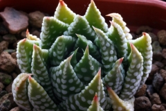 Haworthia pumila x kingiana Ham3511 ex Japan