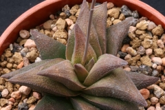 Haworthia pygmaea x scabra Ham 2864 An accidental cross made in 2000. Someone has pass it to STC and many have been sold!!
