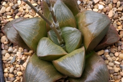 Haworthia retusa x springbokvlakensis Ham3209 My own hybrid