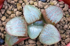 Haworthia (springbokvlakensis x emelyae v.comptoniana) x springbokvlakensis Ham 3267 My own hybrid