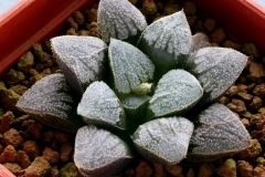 Haworthia (springbokvlakensis x pygmaea) x Yumedono Ham3232 My own hybrid