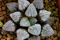 Haworthia (springbokvlakensis x pygmaea) x Yumedono Ham3232 (Summer) This photo shows the plant growing in summer