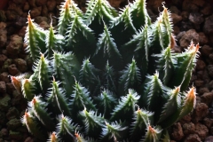 Haworthia truncata Hybrid x arachnoidea v.scabrispina(gigas) HAM 2001