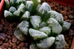 Haworthia (truncata x comptoniana) x magnifica v.splendens Ham2899 My hybrid made in 2000