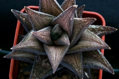 Haworthia venosa Hybrid ex Dorothy Minors