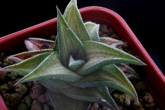 Haworthia venosa viscosa Hybrid Ham1778 ex Hong Kong