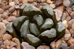 truncata X Chocolate Cream - goes dark brown in summer.