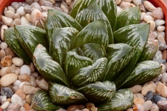 truncata X Chocolate Mint - turns dark brown with white streaks in the summer.