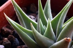 Haworthia limifolia v.glaucophylla (Venter 13700)