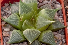 Haworthia magnifica v. acuminata BH0060 Ex. Cocozza CCO 100