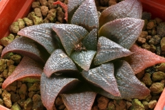 Haworthia magnifica v.atrofusca Ham1057 This is one of the clones produced by crossing two different atrofusca.