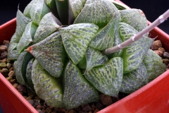 Haworthia magnifica v.splendens Ham1136 Large Green form