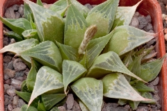 Haworthia magnifica var. acuminata BH0145