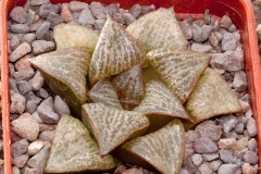 Haworthia magnifica var. splendens BH0530 ex Koyabishi ELK