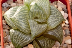 Haworthia magnifica var. splendens BH0555