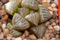 Haworthia magnifica var. splendens BH0585 Ex Cactus Art Std form West of Albertina