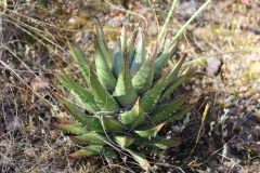 Haworthia marginata, Ashton (2) (MF)