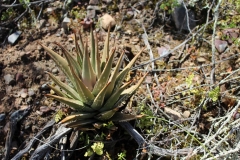 Haworthia-marginata,-Ashton (3) (MF)