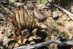 Haworthia-marginata,-Ashton (4) (MF)